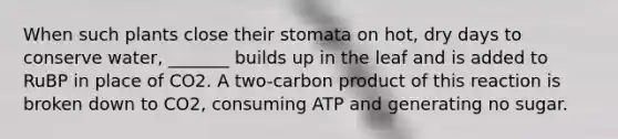 When such plants close their stomata on hot, dry days to conserve water, _______ builds up in the leaf and is added to RuBP in place of CO2. A two-carbon product of this reaction is broken down to CO2, consuming ATP and generating no sugar.