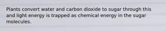 Plants convert water and carbon dioxide to sugar through this and light energy is trapped as chemical energy in the sugar molecules.