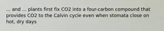 ... and ... plants first fix CO2 into a four-carbon compound that provides CO2 to the Calvin cycle even when stomata close on hot, dry days