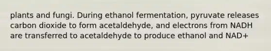 plants and fungi. During ethanol fermentation, pyruvate releases carbon dioxide to form acetaldehyde, and electrons from NADH are transferred to acetaldehyde to produce ethanol and NAD+