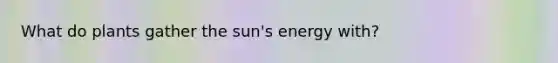 What do plants gather the sun's energy with?