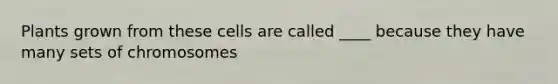 Plants grown from these cells are called ____ because they have many sets of chromosomes