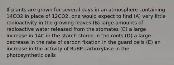 If plants are grown for several days in an atmosphere containing 14CO2 in place of 12CO2, one would expect to find (A) very little radioactivity in the growing leaves (B) large amounts of radioactive water released from the stomates (C) a large increase in 14C in the starch stored in the roots (D) a large decrease in the rate of carbon fixation in the guard cells (E) an increase in the activity of RuBP carboxylase in the photosynthetic cells