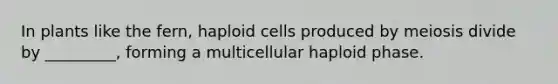 In plants like the fern, haploid cells produced by meiosis divide by _________, forming a multicellular haploid phase.