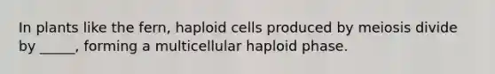 In plants like the fern, haploid cells produced by meiosis divide by _____, forming a multicellular haploid phase.