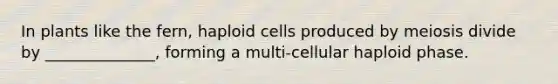 In plants like the fern, haploid cells produced by meiosis divide by ______________, forming a multi-cellular haploid phase.