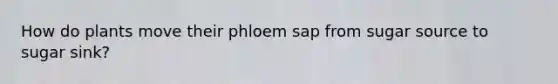 How do plants move their phloem sap from sugar source to sugar sink?