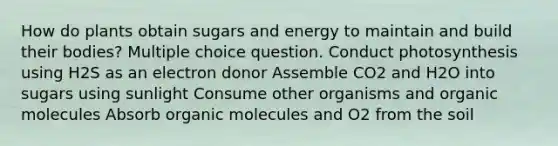 How do plants obtain sugars and energy to maintain and build their bodies? Multiple choice question. Conduct photosynthesis using H2S as an electron donor Assemble CO2 and H2O into sugars using sunlight Consume other organisms and organic molecules Absorb organic molecules and O2 from the soil