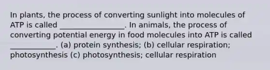 In plants, the process of converting sunlight into molecules of ATP is called _________________. In animals, the process of converting potential energy in food molecules into ATP is called ____________. (a) <a href='https://www.questionai.com/knowledge/kVyphSdCnD-protein-synthesis' class='anchor-knowledge'>protein synthesis</a>; (b) <a href='https://www.questionai.com/knowledge/k1IqNYBAJw-cellular-respiration' class='anchor-knowledge'>cellular respiration</a>; photosynthesis (c) photosynthesis; cellular respiration