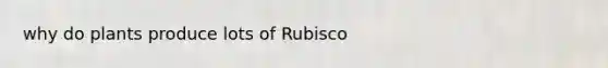 why do plants produce lots of Rubisco