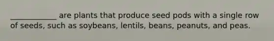 ____________ are plants that produce seed pods with a single row of seeds, such as soybeans, lentils, beans, peanuts, and peas.