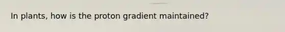 In plants, how is the proton gradient maintained?