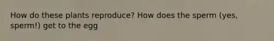 How do these plants reproduce? How does the sperm (yes, sperm!) get to the egg