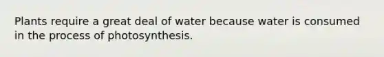 Plants require a great deal of water because water is consumed in the process of photosynthesis.