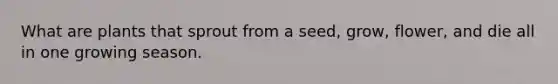 What are plants that sprout from a seed, grow, flower, and die all in one growing season.