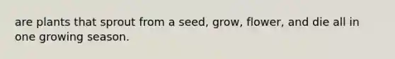 are plants that sprout from a seed, grow, flower, and die all in one growing season.