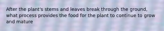 After the plant's stems and leaves break through the ground, what process provides the food for the plant to continue to grow and mature