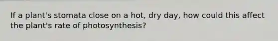 If a plant's stomata close on a hot, dry day, how could this affect the plant's rate of photosynthesis?