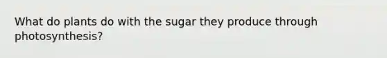 What do plants do with the sugar they produce through photosynthesis?