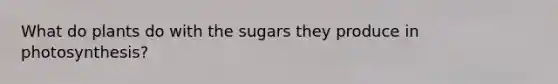 What do plants do with the sugars they produce in photosynthesis?