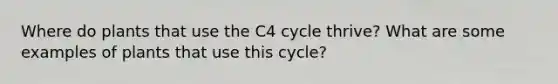 Where do plants that use the C4 cycle thrive? What are some examples of plants that use this cycle?