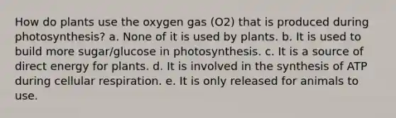 How do plants use the oxygen gas (O2) that is produced during photosynthesis? a. None of it is used by plants. b. It is used to build more sugar/glucose in photosynthesis. c. It is a source of direct energy for plants. d. It is involved in the synthesis of ATP during <a href='https://www.questionai.com/knowledge/k1IqNYBAJw-cellular-respiration' class='anchor-knowledge'>cellular respiration</a>. e. It is only released for animals to use.