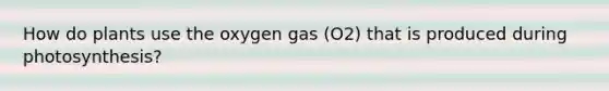 How do plants use the oxygen gas (O2) that is produced during photosynthesis?