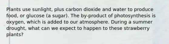 Plants use sunlight, plus carbon dioxide and water to produce food, or glucose (a sugar). The by-product of photosynthesis is oxygen, which is added to our atmosphere. During a summer drought, what can we expect to happen to these strawberry plants?