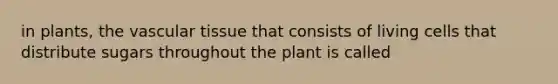 in plants, the vascular tissue that consists of living cells that distribute sugars throughout the plant is called