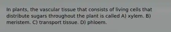 In plants, the vascular tissue that consists of living cells that distribute sugars throughout the plant is called A) xylem. B) meristem. C) transport tissue. D) phloem.