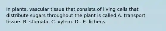 In plants, vascular tissue that consists of living cells that distribute sugars throughout the plant is called A. transport tissue. B. stomata. C. xylem. D.. E. lichens.