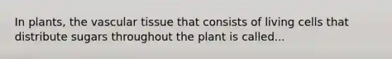 In plants, the vascular tissue that consists of living cells that distribute sugars throughout the plant is called...