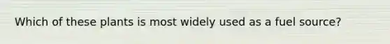 Which of these plants is most widely used as a fuel source?