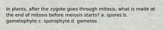 In plants, after the zygote goes through mitosis, what is made at the end of mitosis before meiosis starts? a. spores b. gametophyte c. sporophyte d. gametes