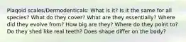 Plaqoid scales/Dermodenticals: What is it? Is it the same for all species? What do they cover? What are they essentially? Where did they evolve from? How big are they? Where do they point to? Do they shed like real teeth? Does shape differ on the body?