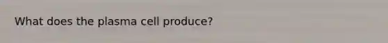 What does the plasma cell produce?