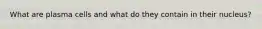 What are plasma cells and what do they contain in their nucleus?
