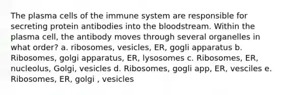 The plasma cells of the immune system are responsible for secreting protein antibodies into the bloodstream. Within the plasma cell, the antibody moves through several organelles in what order? a. ribosomes, vesicles, ER, gogli apparatus b. Ribosomes, golgi apparatus, ER, lysosomes c. Ribosomes, ER, nucleolus, Golgi, vesicles d. Ribosomes, gogli app, ER, vesciles e. Ribosomes, ER, golgi , vesicles