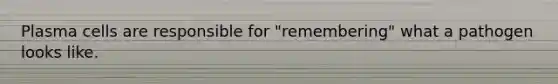 Plasma cells are responsible for "remembering" what a pathogen looks like.
