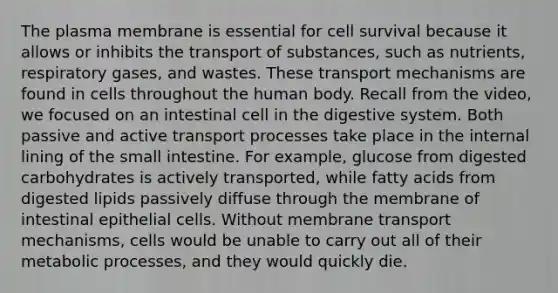 The plasma membrane is essential for cell survival because it allows or inhibits the transport of substances, such as nutrients, respiratory gases, and wastes. These transport mechanisms are found in cells throughout the human body. Recall from the video, we focused on an intestinal cell in the digestive system. Both passive and active transport processes take place in the internal lining of <a href='https://www.questionai.com/knowledge/kt623fh5xn-the-small-intestine' class='anchor-knowledge'>the small intestine</a>. For example, glucose from digested carbohydrates is actively transported, while fatty acids from digested lipids passively diffuse through the membrane of intestinal epithelial cells. Without membrane transport mechanisms, cells would be unable to carry out all of their metabolic processes, and they would quickly die.