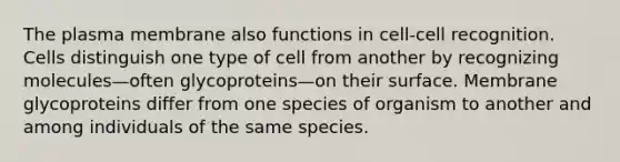 The plasma membrane also functions in cell-cell recognition. Cells distinguish one type of cell from another by recognizing molecules—often glycoproteins—on their surface. Membrane glycoproteins differ from one species of organism to another and among individuals of the same species.