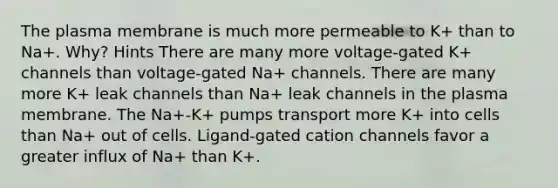 The plasma membrane is much more permeable to K+ than to Na+. Why? Hints There are many more voltage-gated K+ channels than voltage-gated Na+ channels. There are many more K+ leak channels than Na+ leak channels in the plasma membrane. The Na+-K+ pumps transport more K+ into cells than Na+ out of cells. Ligand-gated cation channels favor a greater influx of Na+ than K+.