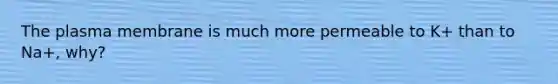 The plasma membrane is much more permeable to K+ than to Na+, why?