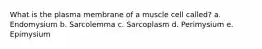 What is the plasma membrane of a muscle cell called? a. Endomysium b. Sarcolemma c. Sarcoplasm d. Perimysium e. Epimysium