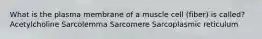 What is the plasma membrane of a muscle cell (fiber) is called? Acetylcholine Sarcolemma Sarcomere Sarcoplasmic reticulum