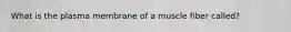 What is the plasma membrane of a muscle fiber called?