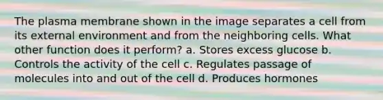 The plasma membrane shown in the image separates a cell from its external environment and from the neighboring cells. What other function does it perform? a. Stores excess glucose b. Controls the activity of the cell c. Regulates passage of molecules into and out of the cell d. Produces hormones