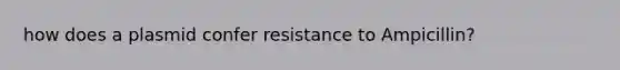 how does a plasmid confer resistance to Ampicillin?