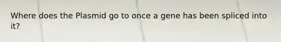 Where does the Plasmid go to once a gene has been spliced into it?