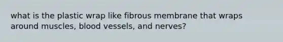 what is the plastic wrap like fibrous membrane that wraps around muscles, blood vessels, and nerves?